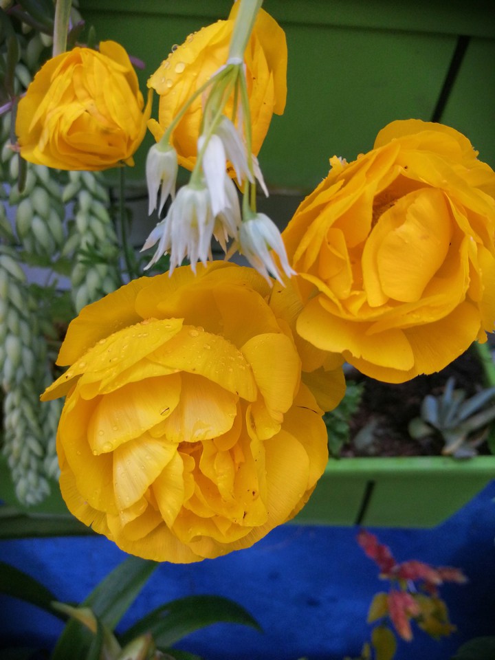 flor