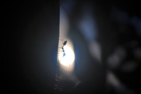 ant life