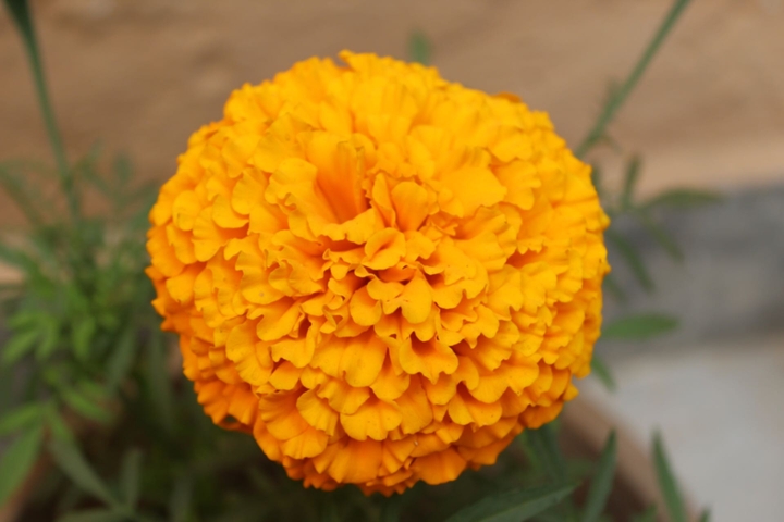 Yellow Ball
