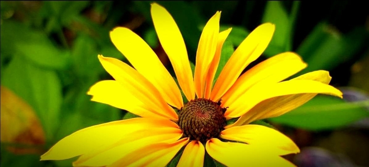 Flower. Beautiful
