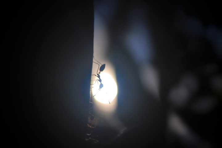 ant life