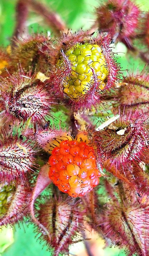 обои brambles, wineberry