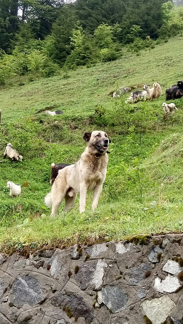 kangal