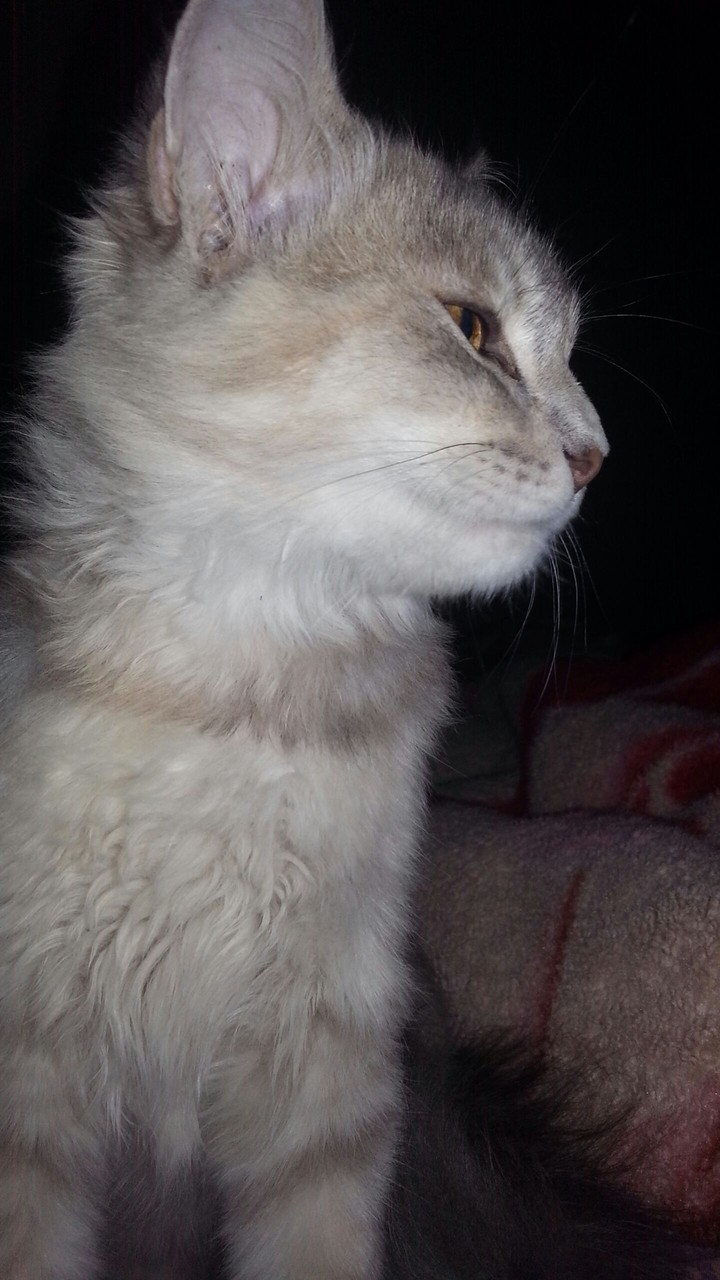 simba