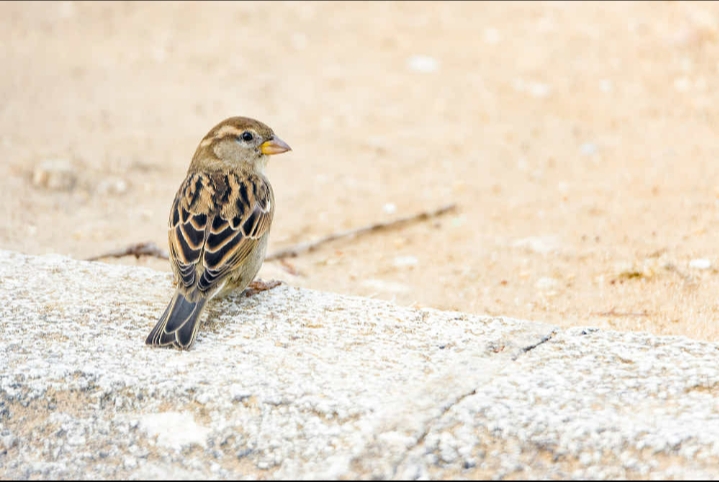 Beautiful  bird❤