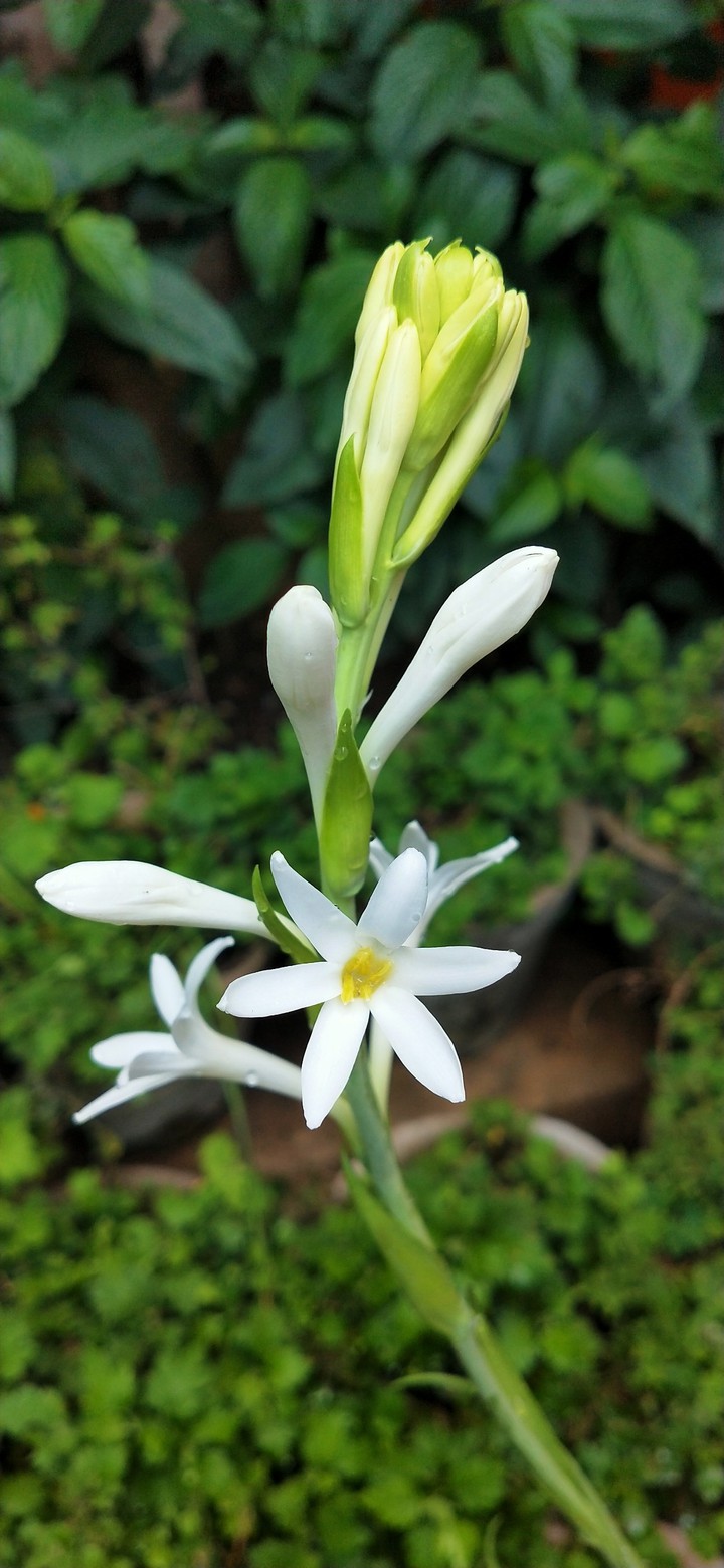 jasmine