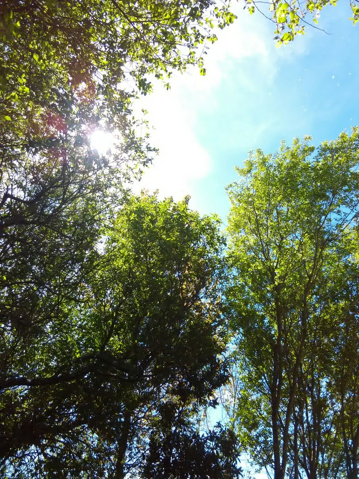 Trees
