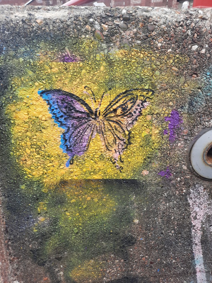 butterfly