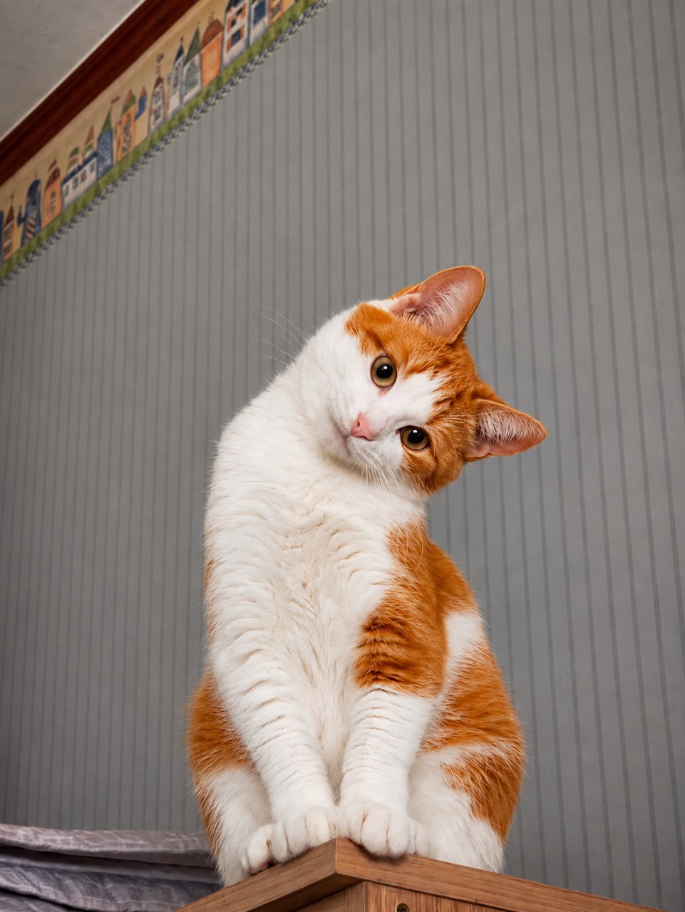 fur, vertebrate Hintergrundbilder