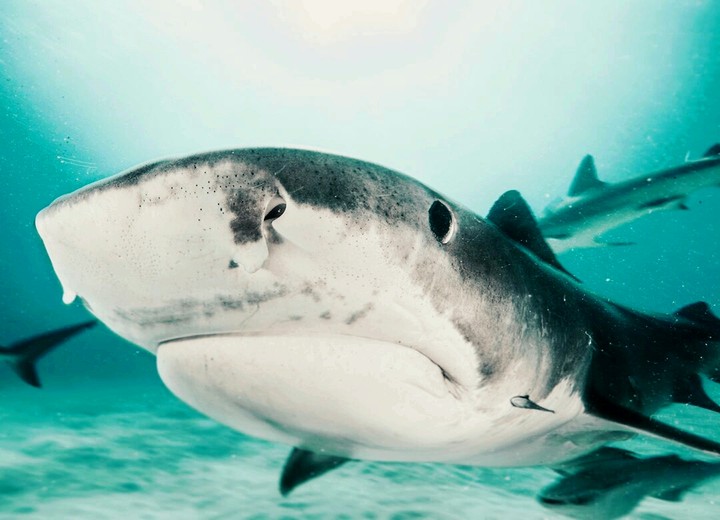 shark