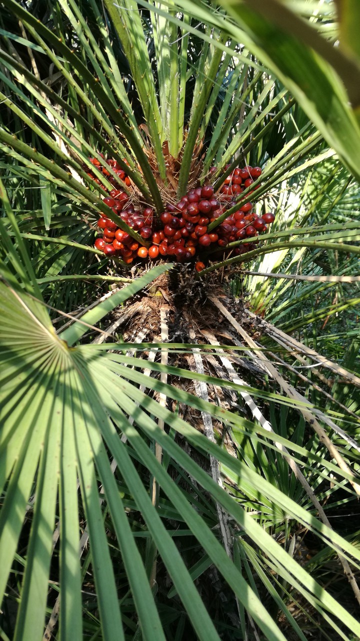 #Branch Arecacea/ Palmera