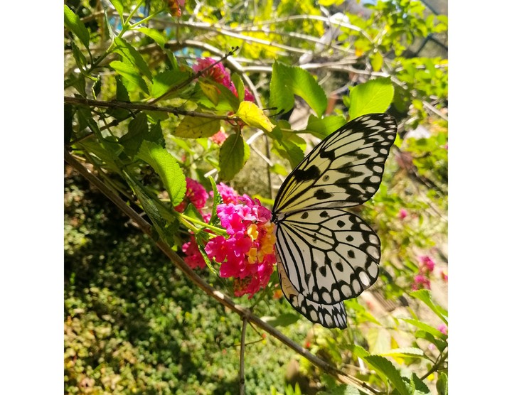 Butterfly