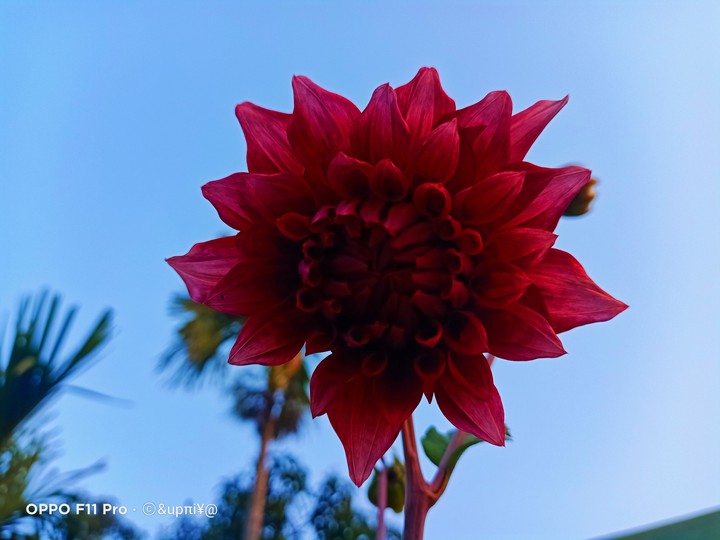 flower ?