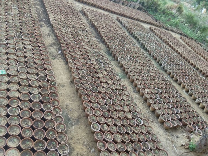 pots