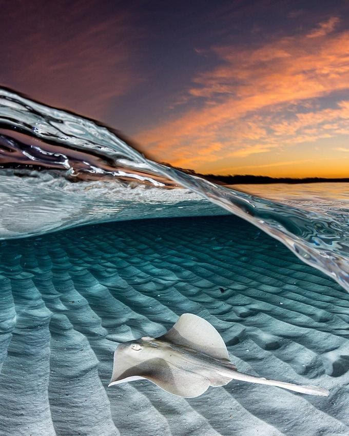 STINGRAY