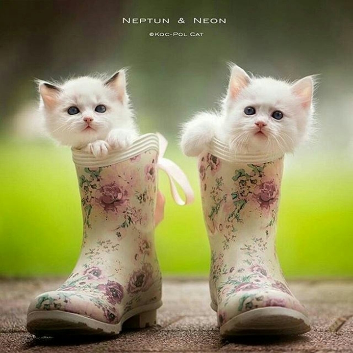 pussy in boots