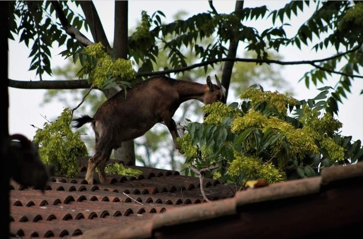 spider-goat