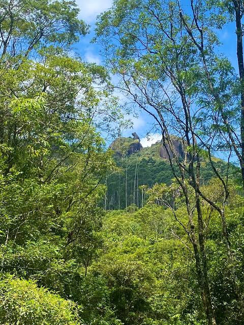 forest