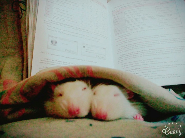 My Pets