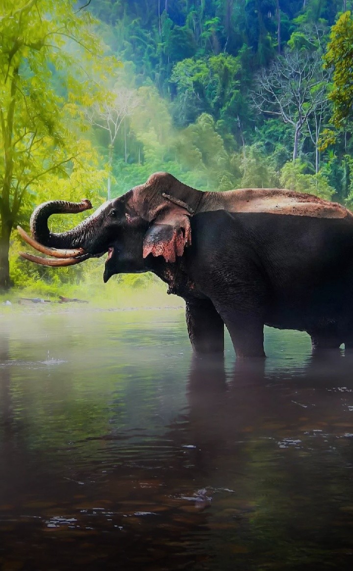Elephant