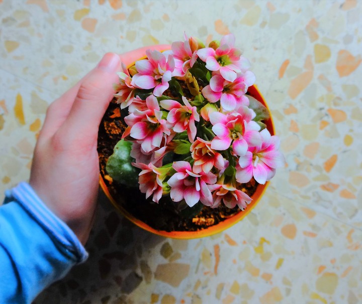 little petals