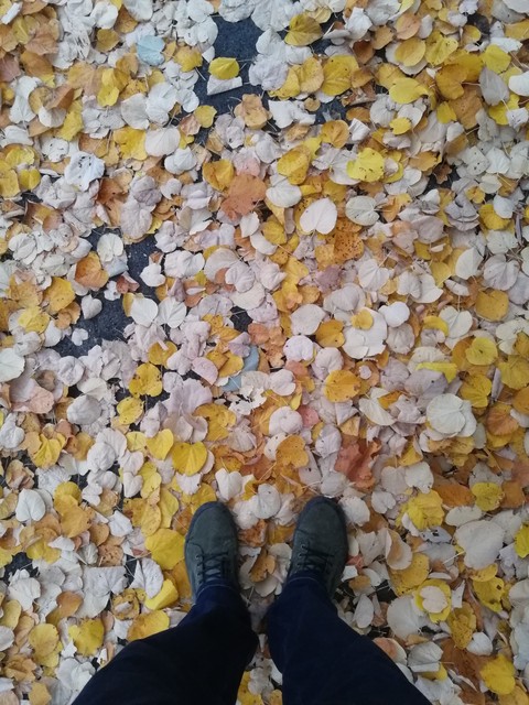 Leaves