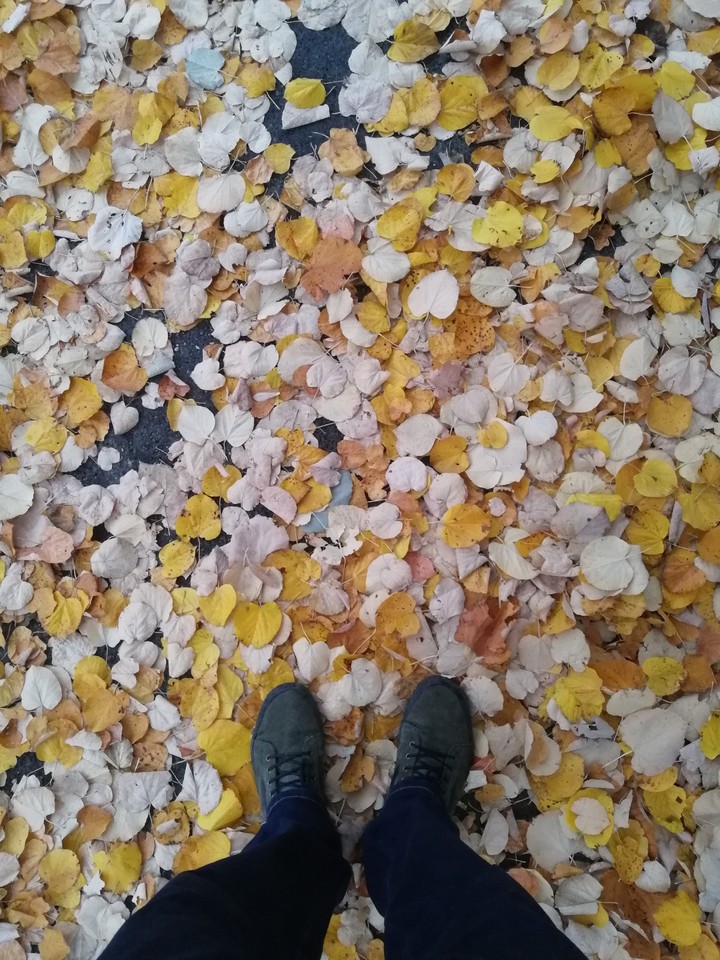 Leaves