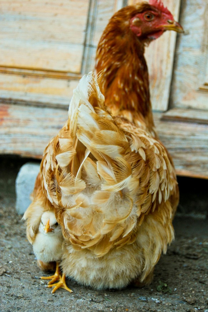chicken