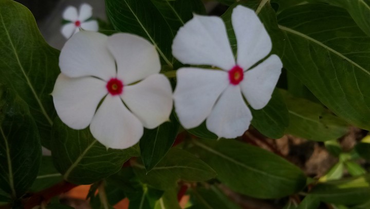 Periwinkle.