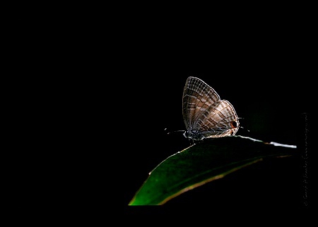 Butterflies are the most colorful and vibrant