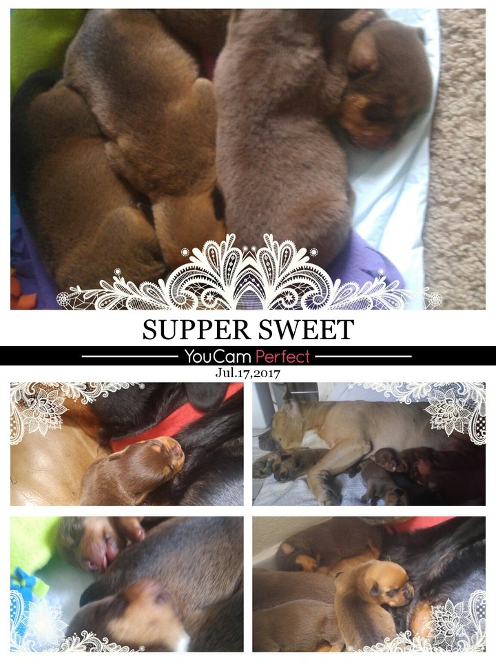 more puppies