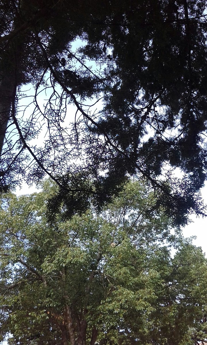 arboles