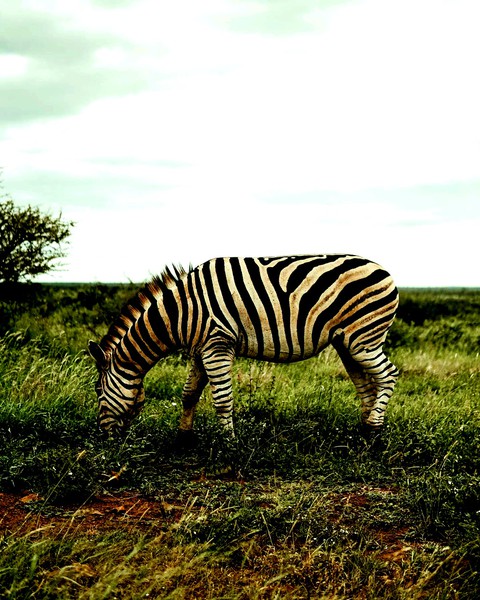 zebra