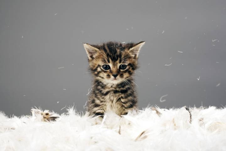 gatito