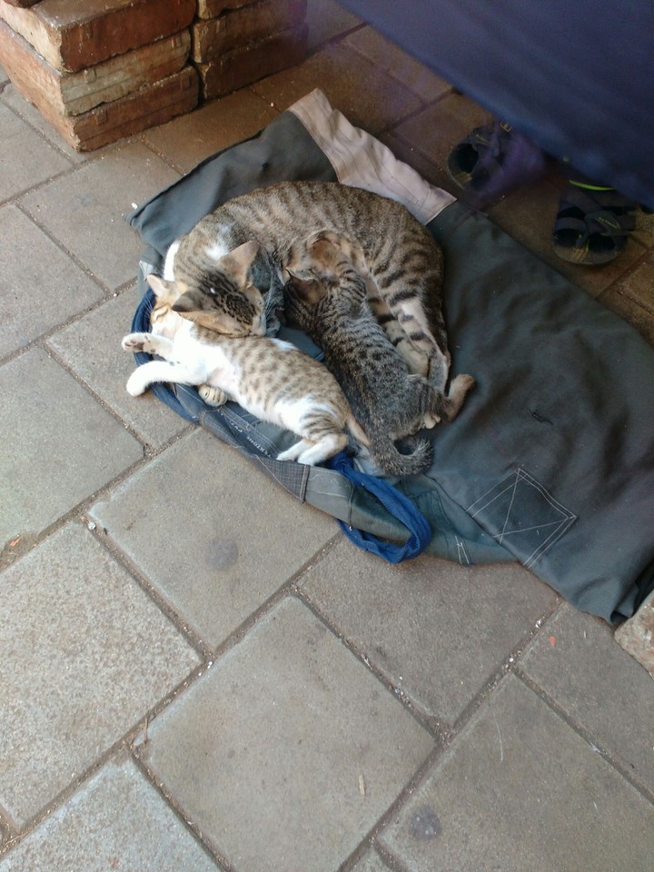 A cat. Her kittens. Follow me