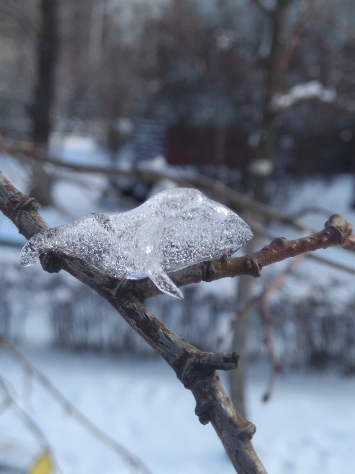 кит на дереве?