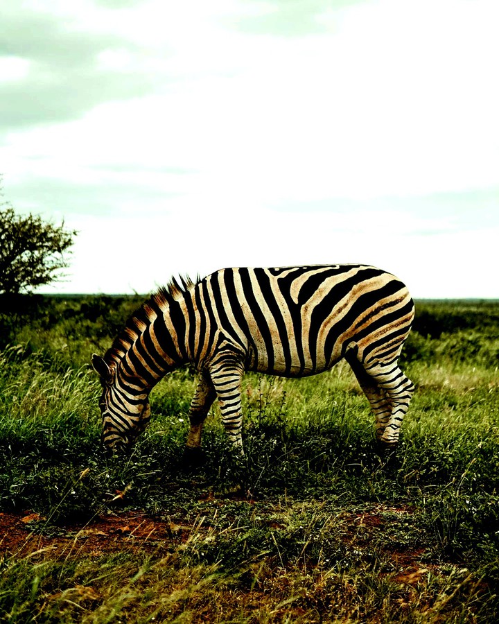zebra