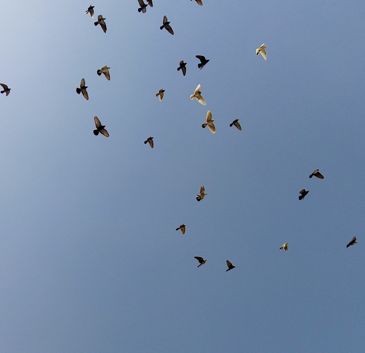 bird