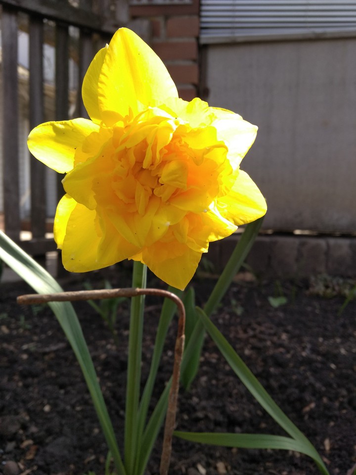 Narcissus