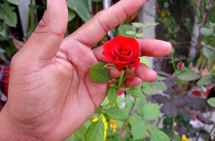 ROSA ROJA, SAN LORENZO, GRO.