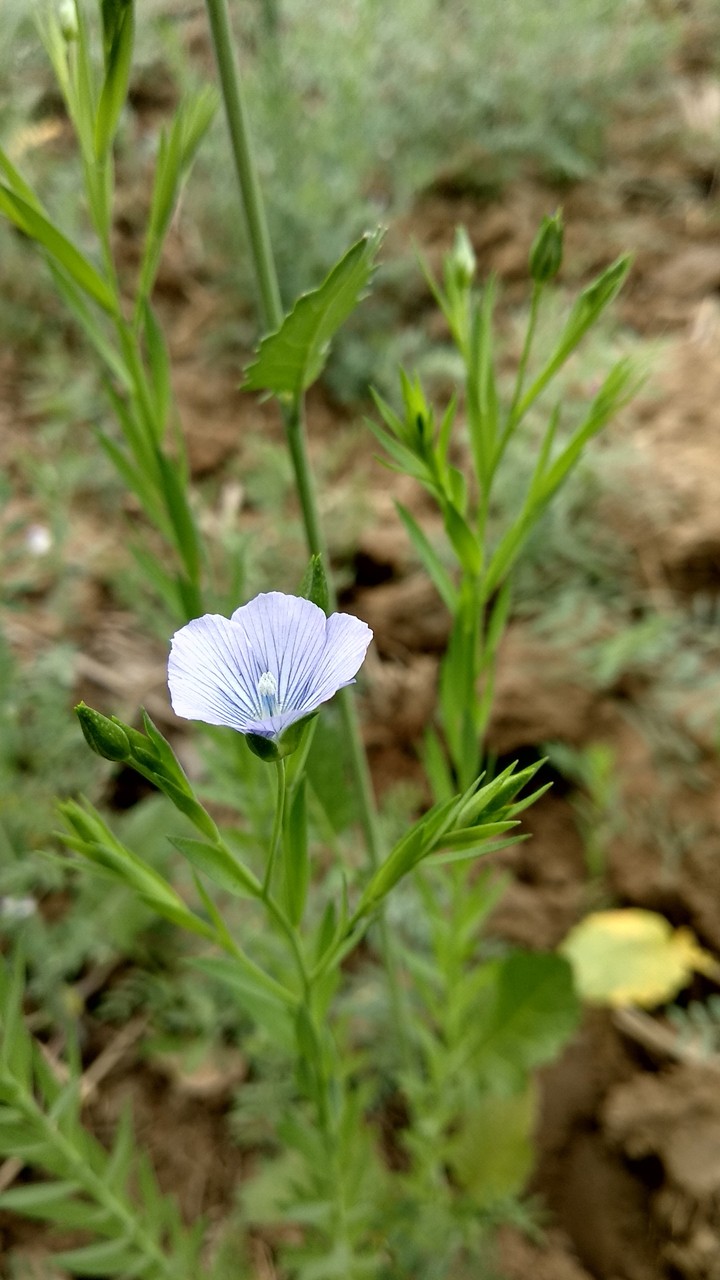 voilet flower
