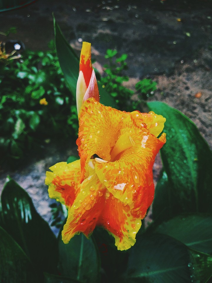 bloom like a flower