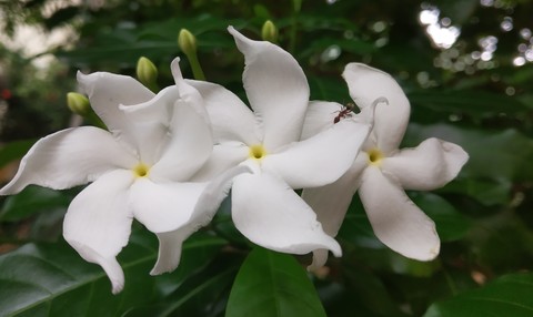three flowers