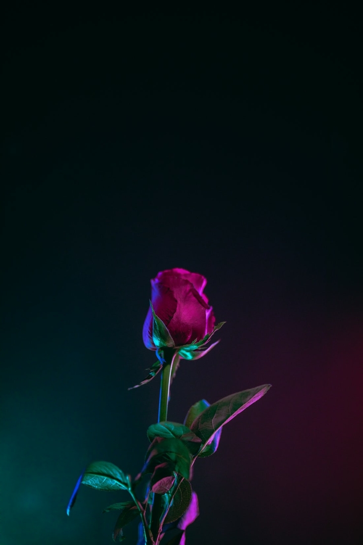 rose