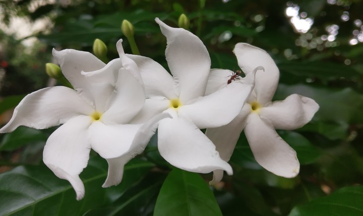 three flowers