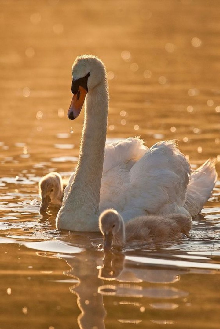 Swan