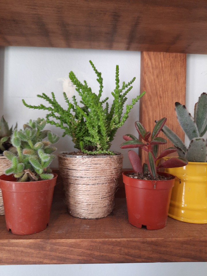 succulent