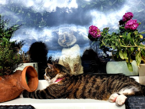 cat