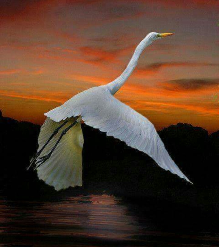 oiseaux...