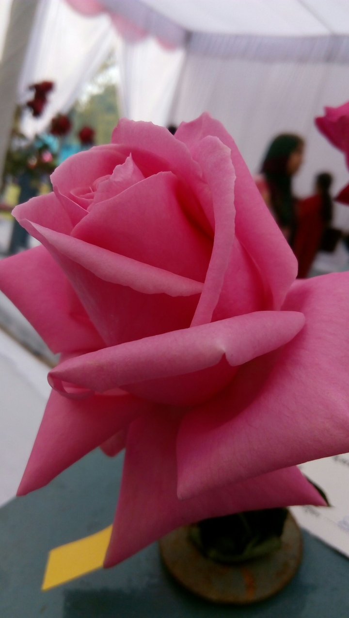 Roses